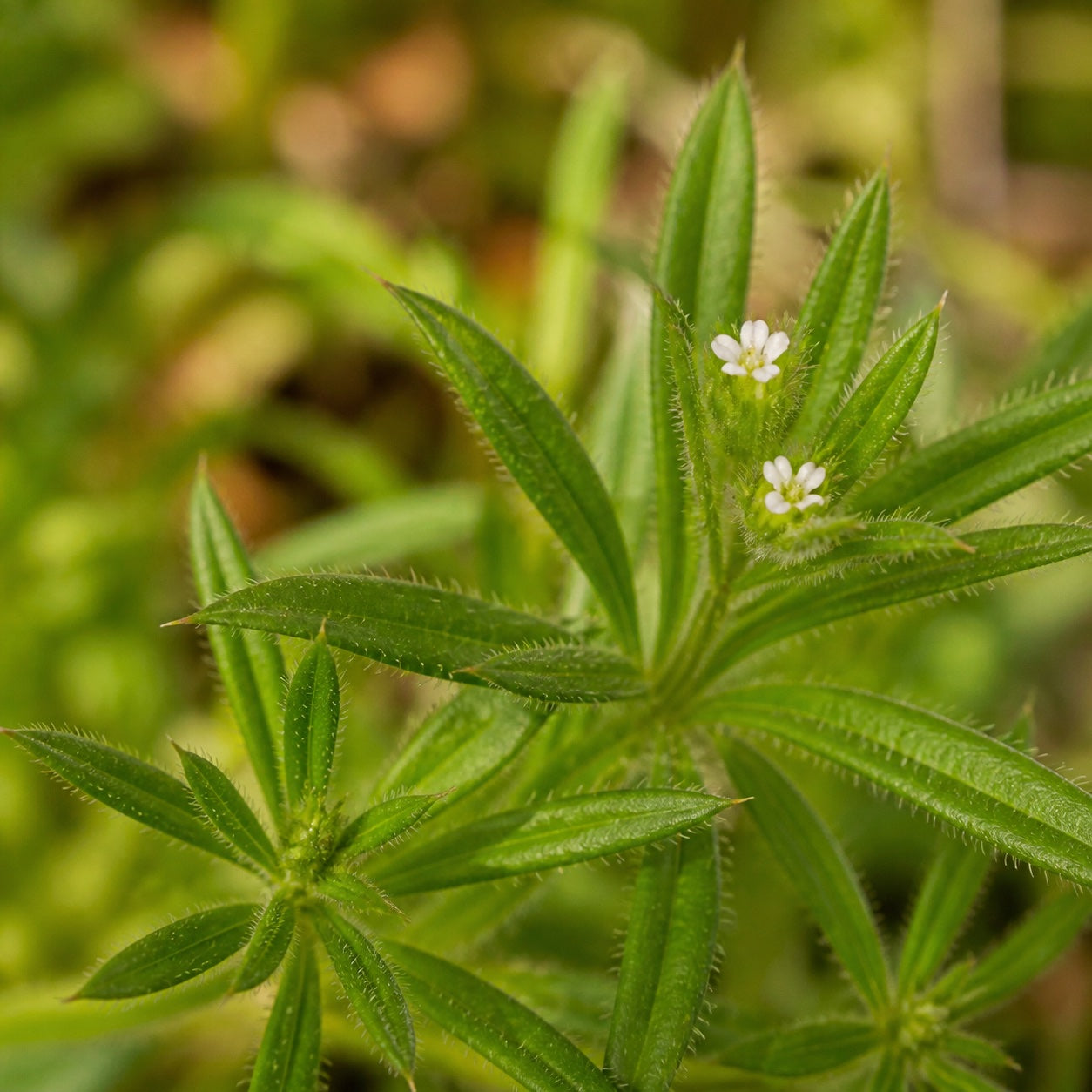 Cleavers