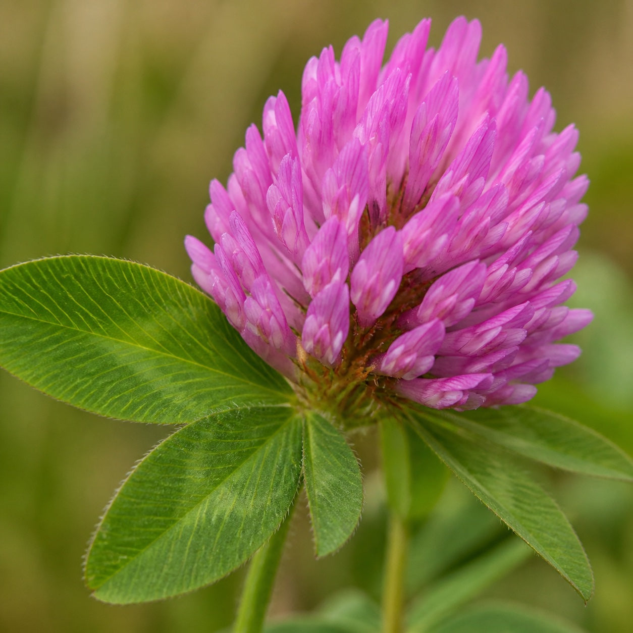 Red Clover